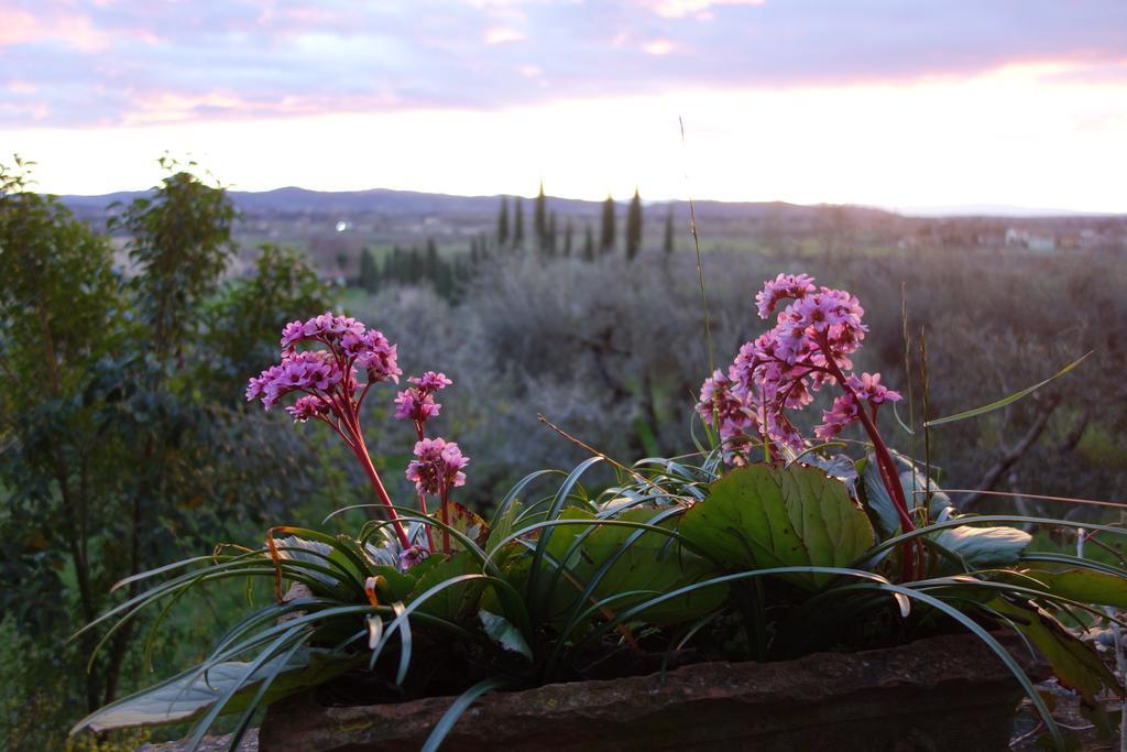 Bella Di Ceciliano Bed & Breakfast Arezzo Exterior foto